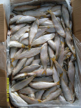 臨沂水產(chǎn)品批發(fā)市場(chǎng)解析 冷凍粗加工水產(chǎn)品價(jià)格與優(yōu)質(zhì)采購(gòu)指南