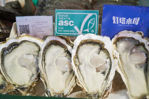 燈塔水母生蠔采購(gòu)指南 品質(zhì)、優(yōu)勢(shì)與批發(fā)注意事項(xiàng)