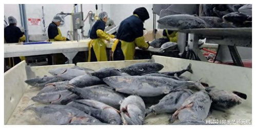 日本漁業(yè)政策轉(zhuǎn)向 緊急調(diào)整出口策略，水產(chǎn)品批發(fā)市場(chǎng)面臨重構(gòu)