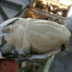 郵樂(lè)網(wǎng)海鮮水產(chǎn)全品類采購(gòu)指南 報(bào)價(jià)、圖片與農(nóng)副產(chǎn)品一站式購(gòu)齊